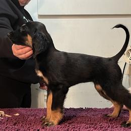 Afghan Hound Puppies from Kelli Kujawa