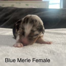 Girl 1 - Blue merle Australian Shepherd puppy in Salem, Oregon from Cherry City Kennels
