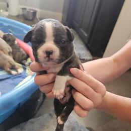 Girl 1 - Tiny Brindle - Black brindle and white female Boston Terrier puppy in Sulphur Springs, Texas from B&B Bostons