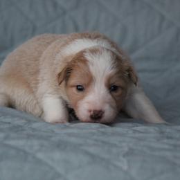 Gold female 2 - Gold female Border Collie puppy in Tylertown, Mississippi from Cool Meadow Farms