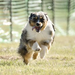Dachshunds and Miniature American Shepherds from Heather's Mini Aussies