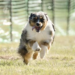 Dachshunds and Miniature American Shepherds from Heather's Mini Aussies