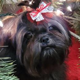 REMINGTON - Shih Tzu