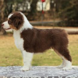 Milan - Red tri-color female Australian Shepherd puppy in Liberty Hill, Texas from Emerald Isle Australian Shepherds