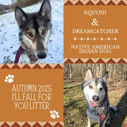 Native American Indian Dog puppies from Paw Wow Medicine Dogs