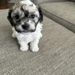 Brewster - Black and white male Havanese puppy in Summerville, South Carolina from Sweet Tea Havanese