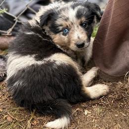 Ace - Blue merle male Border Collie puppy in North Lakeport, California from Wild Rose Ranch