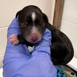Autumn - Liver female Miniature Schnauzer puppy in Silver Creek, Mississippi from Mamie’s Minis, LLC