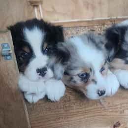 Australian Shepherd and Golden Retriever Puppies from Barking Creek Ranch