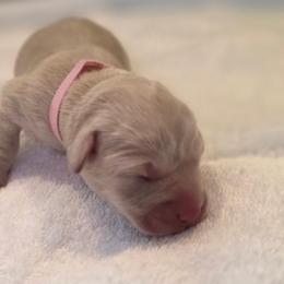 Female 2 ylw - Yellow female Labrador Retriever puppy in Lenore, Idaho from Sunny Skies Retrievers