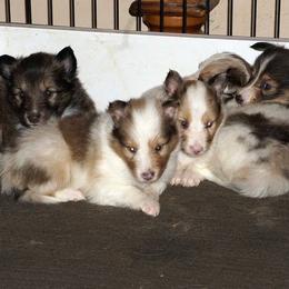 Rottweiler and Shetland Sheepdog Puppies from Mountain High Kennels