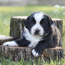 Beau - Black & white male Miniature Australian Shepherd puppy in White Oak, Texas from Triple Lake Ranch Miniature Australian Shepherds