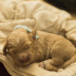 Arrow - Red  male Goldendoodle puppy in Georgia from Mother of Golden Doodles