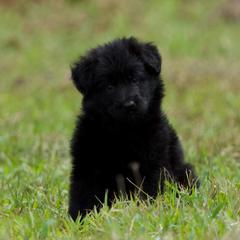 Diamond - Black female German Shepherd puppy in Windsor, South Carolina from Sinister Shepherds