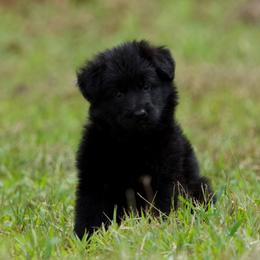 Diamond - Black female German Shepherd puppy in Windsor, South Carolina from Sinister Shepherds