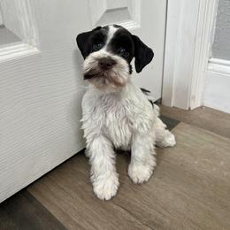 Pupunzel - Parti female Miniature Schnauzer puppy in Tampa, Florida from PNQ Breeding