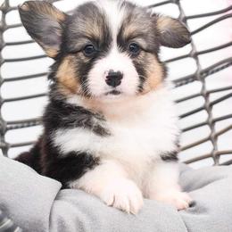 Pembroke Welsh Corgi Puppies from MG Corgis