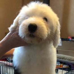 Old English Sheepdogs from Redings Retreat