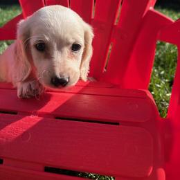 Piglet - Cream male Dachshund puppy in Vancouver, Washington from Cascade Minis