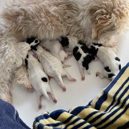 Maltese and Shih Tzu Puppies from BayView Pups