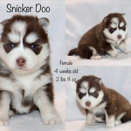 Snicker Doo - Chocolate female Pomsky puppy in Denham Springs, Louisiana from Bayouland Pomskies