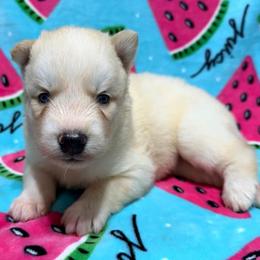 AKC Piper - White female Siberian Husky puppy in Centreville, Maryland from Huskies By the Bay