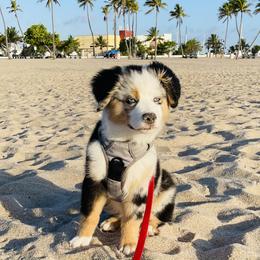 Miniature Australian Shepherd Puppies from Barnyard Aussies