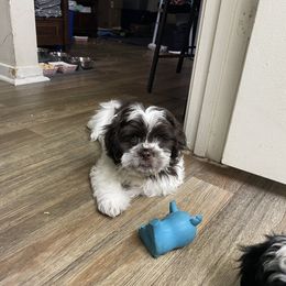 Shih Tzu Puppies from TACG