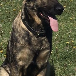 German Shepherds from Von Plateau