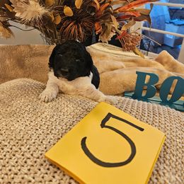 Boy 5 - Parti male Poodle puppy in Detroit, Michigan from Pretty Spoiled Spoos llc
