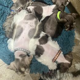Miniature Schnauzer Puppies from Feshia Mosley