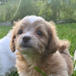 Maltese, Maltipoos, and Poodles from Little Land of Puppies