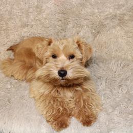 King - Miniature Schnauzer