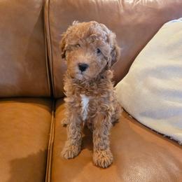 Teddy - Apricot male Goldendoodle puppy in Mohnton, Pennsylvania from Stony Meadow Puppies