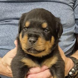 Cooper- Green collar boy 3 - Black and mahogany male Rottweiler puppy in Carnesville,, Georgia from Von Knopf Rottweilers