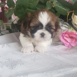 French Bulldog and Shih Tzu Puppies from French Bulldogs Planet