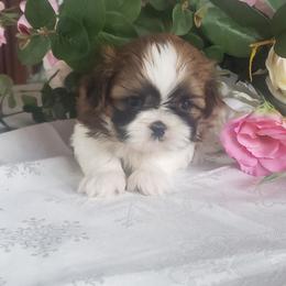 French Bulldog and Shih Tzu Puppies from French Bulldogs Planet