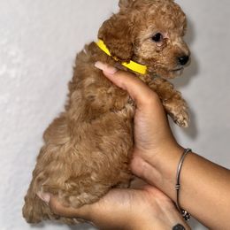 Poodle and Yorkshire Terrier Puppies from Cotton Furbabies