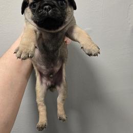 Bowser - Fawn male Pug puppy in Auburn, Kentucky from Prentice Family Pugs