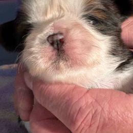 HG1 - Gold and white female Shih Tzu puppy in Madras, Oregon from Maridee’s ShihTzu