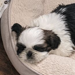Shih Tzus from JeN's Shih Tzu