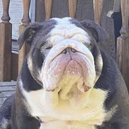 Fish  - Bulldog