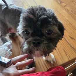 A Lot of Lexi - Shih Tzu