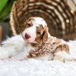 Atlas - Parti male Poodle puppy in Gaylord, Michigan from Dog Mom Co. Poodles