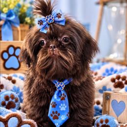 Browser - Shih Tzu
