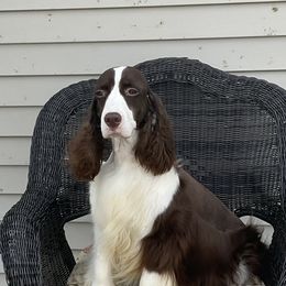 Angel - English Springer Spaniel