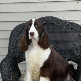 Angel - English Springer Spaniel
