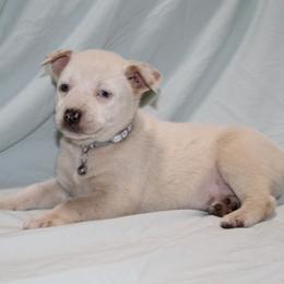 Silver - Red mottled male Australian Cattle Dog puppy in Willamina, Oregon from Cherished Chihuahuas
