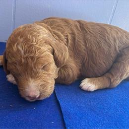 Nutmeg - Caramel red female Labradoodle puppy in Montrose, Colorado from Ithilien Labradoodles