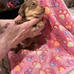 Cree - Chocolate and cream female Dachshund puppy in Heber Overgaard, Arizona from Sonoran Doxies